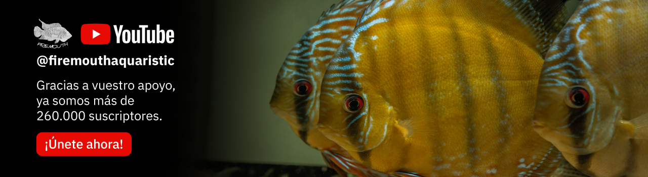 Firemouth Aquaristic YouTube