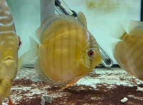 Discus — 13