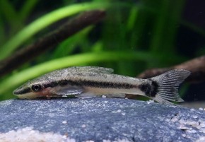 Otocinclus — 2